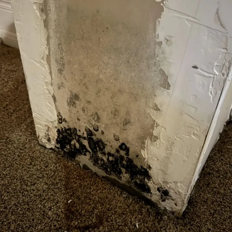 Professional Mold Removal in Mooresville, IN